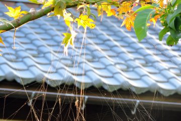 <p>Spider web sparkling under the setting sun</p>