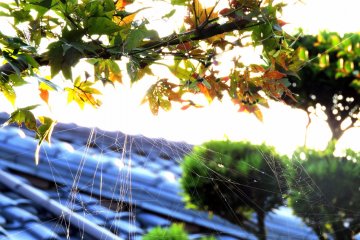 <p>Early autumn leaves at the end of the day</p>