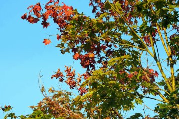 <p>Leaves changing into autumn colors</p>