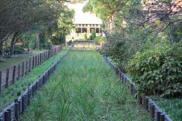 Waktu terbaik untuk menukmati keindahan kebun Iris Jepang ini adalah di bulan Juni.
