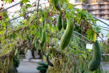"Luffa Eegyptiaca" atau "Mentimun Mesir," dan lebih dikenal sebagai spons mandi "loofah."