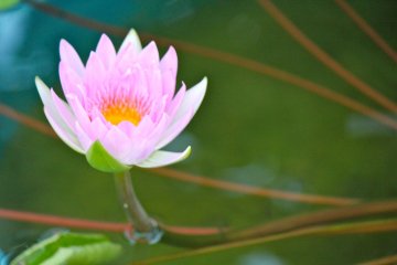 Teratai cantik yang disebut "Mutiara Pink"