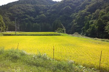 <p>Rice field just before harvest</p>