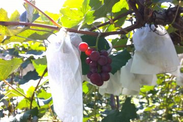 <p>Some of the grapes from Ohasama</p>