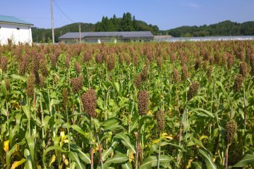 <p>Sorghum field</p>