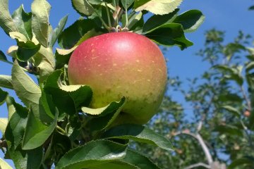 <p>Apple ready for harvest</p>