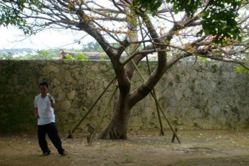 I spotted this man doing Tai Chi near the entrance