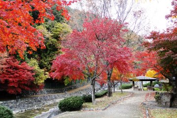 <p>The banks of the stream are a riot of color in the autumn</p>