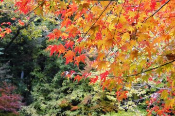 <p>Dozens of maples line the park's paths</p>
