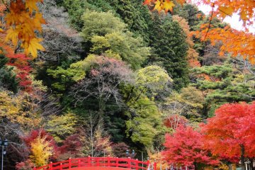<p>Mid to late November is the best time to catch the foliage at its peak</p>