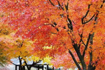 <p>Several pavilions line the route, meaning you can plan a picnic for under the foliage</p>