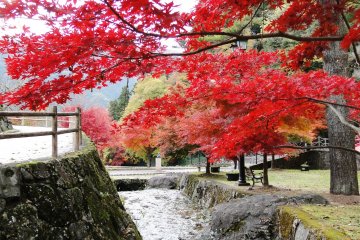 <p>A red maple hangs over the stream at Ujo Park</p>