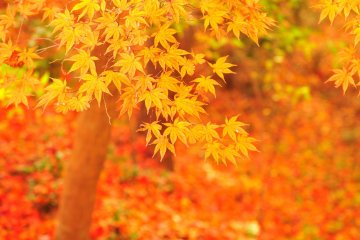 Autumn Foliage of Seattle Wood