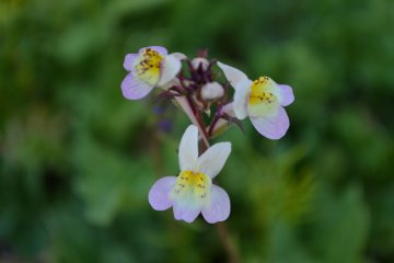 Light purple flowers dancing in the spring breeze