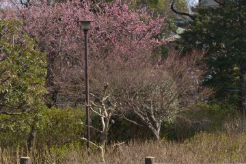 A park bench in the midst of sakura trees