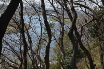 The Tama River coursing from behind the wood