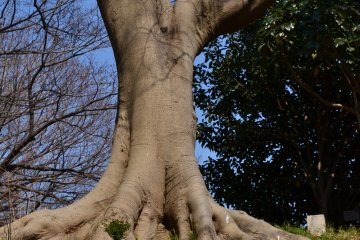 An old tree worshipping the sun