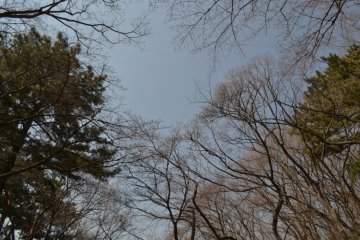 Deciduous and evergreen trees forming a picturesque canopy