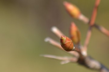 Tiny brown buds growing along a path of twigs