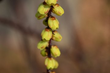 Little yellow blossoms getting ready to bloom