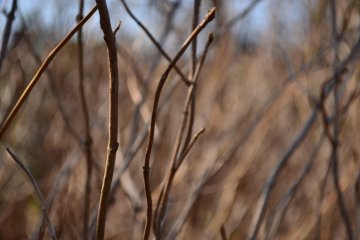 A tangle of brittle twigs