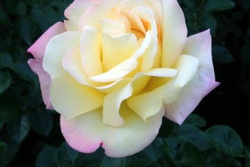 Rose Season at Jindai Garden 