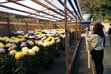 <p>Lines of flowers line the festival walkways</p>