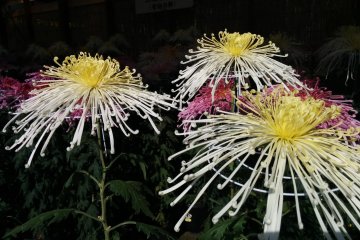 <p>A close up of some chrysanthemums. You'll see many varieties on your visit, too&nbsp;</p>