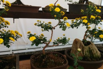 <p>Chrysanthemum bansai tree plants</p>