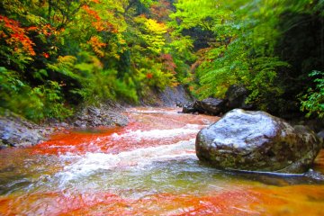 <p>Palung sungai merefleksi daun-daun di atasnya tapi hanya sesaat</p>