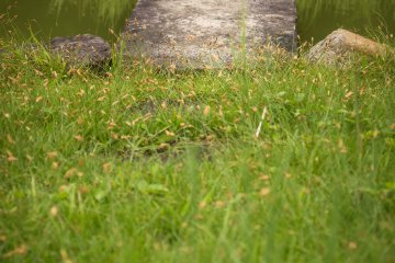 <p>Stone path over pond</p>