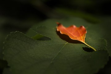 <p>The very first glimmer of autumn</p>