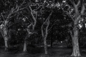 <p>Eerily beautiful white trees</p>