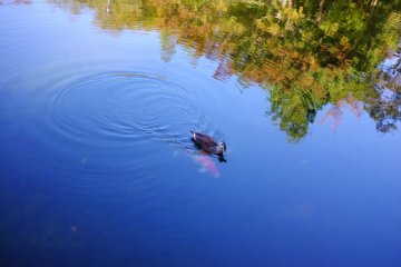 <p>The cute animals of Sanshinomori Park</p>