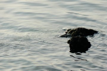 <p>Black rocks break the water surface at the edge of the lake</p>