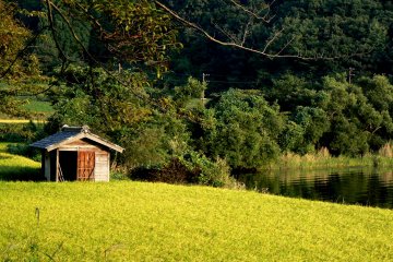 <p>Late sunlight on a field of golden rice</p>