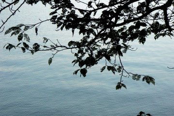 <p>The sakura leaves have been eaten away until they look like lace</p>