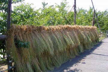 <p>Bundles of rice straw hung on rails to dry</p>