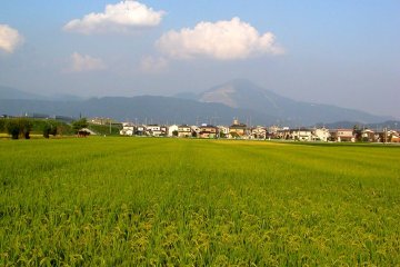 <p>Fields of ripening rice stretch toward the mountains</p>