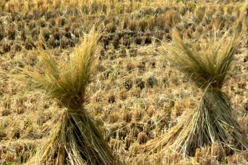 <p>Rice straw was traditionally used to make tatami mat, rice paper, straw rope, sandals and many other items.</p>