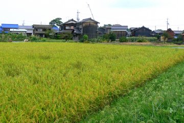 <p>Color contrast between ripening rice and another crop</p>