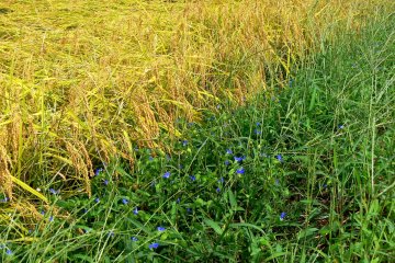 <p>Blue flowers beside the rice &nbsp;</p>