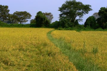 <p>A curving green path between fields</p>