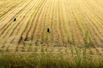 <p>Crows in a field of stubble</p>