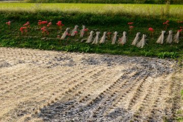<p>Rice straw and red spider lilies beside a rice field</p>