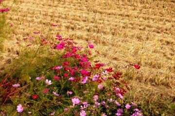 <p>Cosmos flowers</p>
