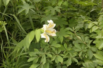 <p>A "yamayuri" mountain lily, they grow wild in the mountains around the hotel.</p>