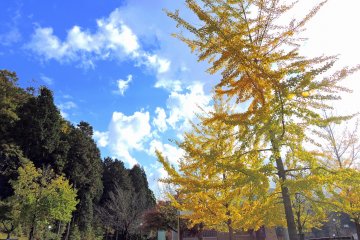 <p>Yellow trees, green woods and the blue sky...autumn is here!</p>