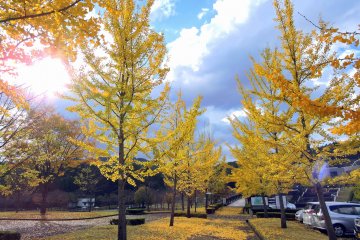 <p>Gingko trees in the parking lot</p>