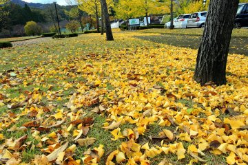 <p>Half of the gingko leaves have already fallen, making a yellow carpet on the ground</p>
